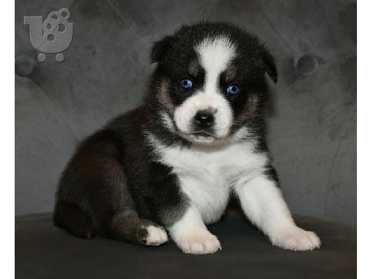 PoulaTo: Zapanjujući psići Pomsky kontaktirajte me putem (whatsapp 32460219218) ili (viber 237679571657)